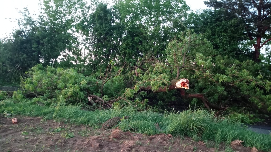 Baum20.05.22.1